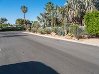 a street with palm trees in the background, and the road is empty and empty