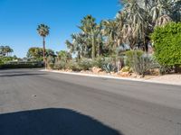 a street with palm trees in the background, and the road is empty and empty