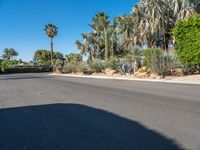 a street with palm trees in the background, and the road is empty and empty