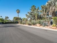 a street with palm trees in the background, and the road is empty and empty