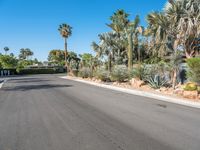 a street with palm trees in the background, and the road is empty and empty