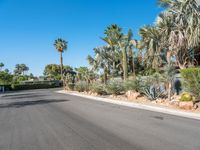 a street with palm trees in the background, and the road is empty and empty