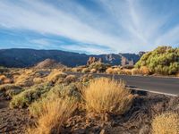 a empty road in the desert surrounded by vegetation and trees along with mountains in the background