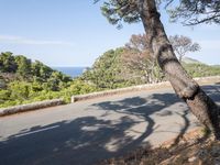 the road through the woods is empty and deserted by the sea, with the trees nearby
