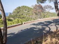 the road through the woods is empty and deserted by the sea, with the trees nearby