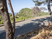 the road through the woods is empty and deserted by the sea, with the trees nearby