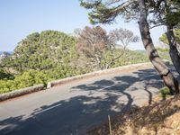 the road through the woods is empty and deserted by the sea, with the trees nearby