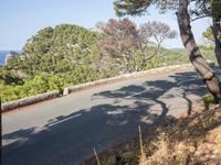 the road through the woods is empty and deserted by the sea, with the trees nearby
