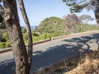 the road through the woods is empty and deserted by the sea, with the trees nearby