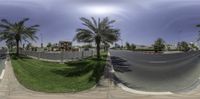 an empty road and sidewalk, surrounded by palm trees, on a sunny day in the middle of a city