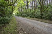 an empty road that is surrounded by some trees and bushes in a forest that has no leaves