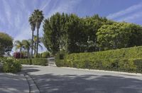 an empty road with tall trees behind it and houses on the side of each of the roads