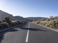 the road is empty and in some plants on it, next to some brushy bushes and some mountain