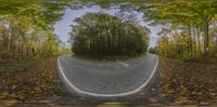 a very empty road with trees on both sides and no traffic on the other side