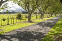 an empty road lined with rows of trees near a grassy field with mountains in the distance