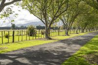 an empty road lined with rows of trees near a grassy field with mountains in the distance