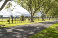 an empty road lined with rows of trees near a grassy field with mountains in the distance