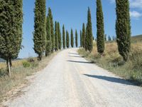 an empty road in the middle of a rural area, lined with cypress trees and a stone path through it