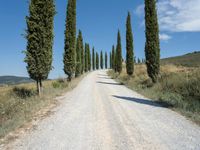 an empty road in the middle of a rural area, lined with cypress trees and a stone path through it