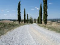 an empty road in the middle of a rural area, lined with cypress trees and a stone path through it