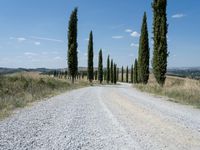 an empty road in the middle of a rural area, lined with cypress trees and a stone path through it