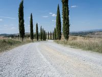 an empty road in the middle of a rural area, lined with cypress trees and a stone path through it