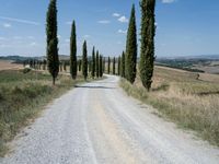 an empty road in the middle of a rural area, lined with cypress trees and a stone path through it