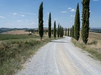 an empty road in the middle of a rural area, lined with cypress trees and a stone path through it