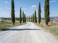 an empty road in the middle of a rural area, lined with cypress trees and a stone path through it