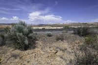 an empty road next to two shrubs near a desert plain in the united states on a sunny day