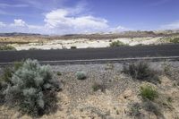 an empty road next to two shrubs near a desert plain in the united states on a sunny day