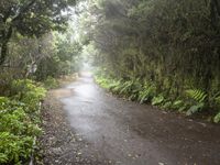 an empty road surrounded by lush vegetation and tall trees on a rainy day in the park