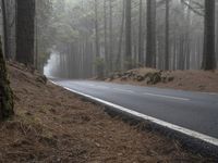 the road is empty of cars in the woods, while the fog is rising up over the trees