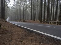 the road is empty of cars in the woods, while the fog is rising up over the trees