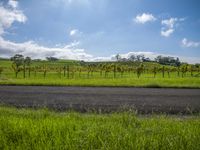 an empty roadway passes the field of grapes on a sunny day, in california's central valley