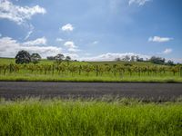 an empty roadway passes the field of grapes on a sunny day, in california's central valley