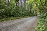 an empty rural road lined with trees and bushes in a forested area with grass and tall trees