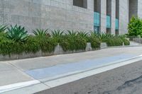 an empty city sidewalk is seen in front of a gray building and bushes on the curb