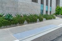 an empty city sidewalk is seen in front of a gray building and bushes on the curb