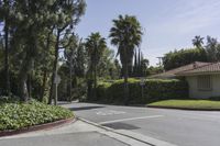 a street is empty with a stop sign on the corner near some palm trees and bushes