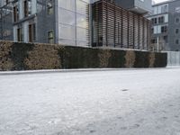 an empty street outside a large building and shrubbery wall with snow on the ground