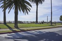 an empty street next to tall palm trees on a sunny day with the ocean in the background