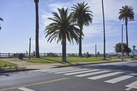 an empty street next to tall palm trees on a sunny day with the ocean in the background