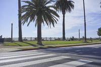 an empty street next to tall palm trees on a sunny day with the ocean in the background