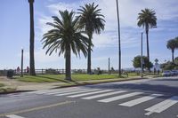 an empty street next to tall palm trees on a sunny day with the ocean in the background