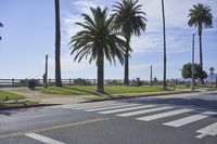 an empty street next to tall palm trees on a sunny day with the ocean in the background