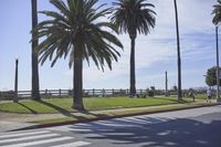 an empty street next to tall palm trees on a sunny day with the ocean in the background