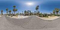 a skateboarder does tricks on an empty street outside in the sun, with palm trees nearby