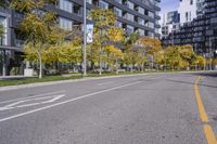 a empty street is pictured with many trees in the foreground and a man riding a bike