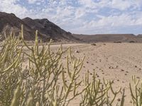 the desert with rocks and plants and dirt and blue skies over them on an african plain